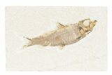Detailed Fossil Fish (Knightia) - Wyoming #361074-1